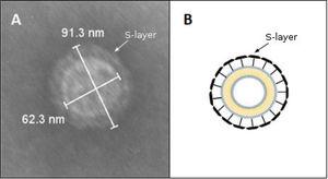 S-layer. (A) Morphometry of a representative OMV from C. fetus venerealis biovar intermedius 06-341. The arrowhead shows the S-layer observed as the outermost surface. (B) Schematic representation of an OMV surrounded by the S-layer.