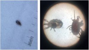 (A) Dermatoscopy of the mite. (B) Identification of mites of the species Dermanyssus gallinae by optical microscopy.