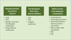 Classification of cholestasis according to its origin in the biliary system and corresponding examples. PBC, Primary Biliary Cholangitis; PSC, Primary Sclerosing Cholangitis; SSC, Secondary Sclerosing Cholangitis, IHCP, Intrahepatic Cholestasis of Pregnancy; PFIC, Progressive Familial Intrahepatic Cholestasis.