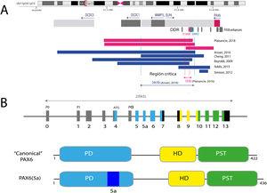 Representación del locus de PAX6 en la región cromosómica 11p13, gen PAX6 y sus elementos reguladores. A) Se representa la región reguladora situada aguas abajo a PAX6 (DDR, del inglés downstream regulatory region), situada en los intrones del gen vecino ELP4, con los principales elementos reguladores que han sido implicados en aniridia, SIMO y E180B (en rojo). Además, se representan los puntos de rotura de las deleciones en 11p13 detectadas previamente que ha permitido determinar la región crítica para la regulación transcripcional de PAX6. Las líneas azules y rojas discontinuas indican la región de 244Kb, definida por Ansari et al., y luego acotada a 18Kb por Plaisancié et al. B) Se representa el gen y la proteína PAX6. En la parte superior, se representa la estructura exónica con los 14 exones del gen PAX6, incluyendo regiones no codificantes (en gris) y las diferentes regiones codificantes, en donde los colores indican el dominio proteico codificado, y los promotores (P0, P1 y Pα). En la parte inferior de la imagen, se representa la estructura y los diferentes dominios funcionales de las 2 principales isoformas proteicas, la forma canónica y la isoforma 5a de 422 y 436 aminoácidos, respectivamente. HD: homeodominio; PD: dominio pareado; PST: región rica en prolina/serina/treonina.