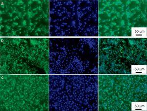 Fluorescence microscopy images of calcein-AM (green fluorescent) and nucleus (with DAPI, blue fluorescent) and merged images of Mg-63 cells cultured for 2 days in DMEM medium on different samples such as titanium alloy (a) HAp (b) and mHAp (c) coatings.