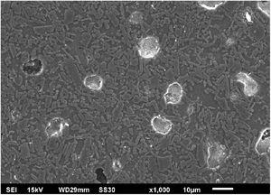 SEM micrograph of the P3 porcelain microstructure after sintering at 1410°C and the different phases identified.