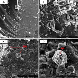 Surface morphological analysis by SEM of pre [(A) 1393Zr, (B) 1393Zr–1Ag] and post [(C) 1393Zr, (D) 1393Zr–1Ag] SBF treated samples.