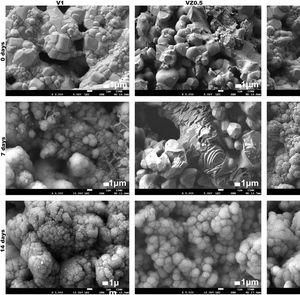 FESEM micrographs of the V1, VZ0.5, and VZ1.0 scaffolds before immersion and after 7 and 14 days of immersion in SBF.
