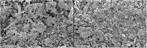 SEM micrograph of powders; (a) diatomite, (b) alumina.