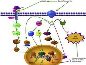 Vías de señalización activadas por las ERO generadas durante el consumo de etanol. Las ERO producidas extracelularmente tienen la capacidad de promover la sobre expresión del TLR-4 favoreciendo la vía de daño mediada por el LPS; esto conlleva a la translocación del factor de transcripción NF-κB al núcleo y así la transcripción génica de citocinas proinflamatorias se lleva a cabo. Las ERO intracelulares también pueden favorecer la activación del NF-κB, esto a través del complejo NF-κB/Notch1, lo que incrementa el daño. Citoplasmáticamente, las ERO generadas a partir de diversas fuentes, como la actividad de la NADPH oxidasa, activan diversas proteínas relacionada con el daño hepático como ERK1/2, p38 y JAK; estas promueven la activación de factores de transcripción como el AP1 y STAT3, modulando positivamente la expresión génica de citocinas pro y antiinflamatorias, respectivamente. La señalización celular relacionada con la respuesta hepatoprotectora también se ve alterada por las ERO; las vías inducidas por la AMPK y el Nrf2/ARE se ven inhibidas por la acción de las especies oxidantes. Las flechas verdes indican promoción de la respuesta, mientras que las rojas indican inhibición de la respuesta. AMPK: proteínas cinasas activadas por adenosil monofosfato; ARE: elementos de respuesta antioxidante; ERO: especies reactivas de oxígeno; ERK1/2: cinasas reguladas por la señalización extracelular 1/2; JAK: cinasas Janus; LPS: lipopolisacárido; NF-κB: factor nuclear κB; Nrf2: factor relacionado al factor nuclear eritroidal 2.