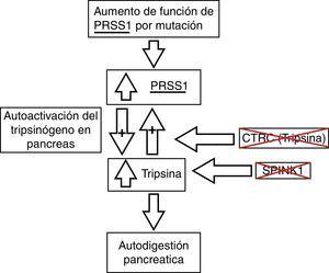 Fisiopatología de la pancreatitis crónica y sus bases genéticas. CTRC: quimiotripsina C; PRSS1: tripsinógeno catiónico; PRSS2: tripsinógeno aniónico; SPINK1: inhibidor de serina proteasa tipo Kazal 1. Adaptado de Derikx et al.7