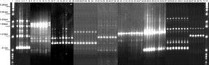 RAPD-PCR, 1281 oligonucleótido. 1Kb escalera, marcador de talla molecular, carril 1, reactivos de control, 2-8: Bx78 (cepas 78C2, 7b, 10, 11, 13, 14); 9-15: 63 cepa (63 C1, 2, 4, 5, 6, 7, 22); 16-23: B046 cepa (B046 C1, 5, 9, 10, 11, 13, 14, 15); 24-31: 29 cepa (29 C5, 7, 8, 12, 16, 17, 19, 20); 32-38: 58 cepa (58 C1, 2, 4, 8, 9, 13, 15); 39-48:144 cepa (144 C1, 2, 4, 6, 8, 20, 21, 22, 23, 25); 49-57: 54 cepa (54 C1, 2, 3, 5, 6, 7, 8, 11, 13); 58-65: 163 cepa (163 C1, 2, 5, 10, 11, 30, 31, 34); 66-71: 175 cepa (175 C2, 4, 7a, 11, 20, 24); 72: escalera marcador de talla molecular 1Kb.