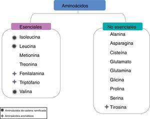 Clasificación de los aminoácidos.