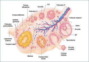 Diagrama de un ovario de mamífero, en el cual se han esquematizado los estados progresivos del crecimiento y desarrollo folicular