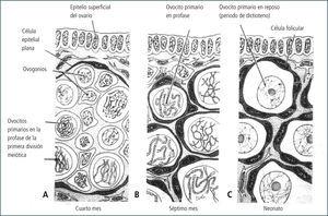 Diagrama de la formación de folículos primordiales esquematizados en ovarios humanos en tres etapas de la gestación.