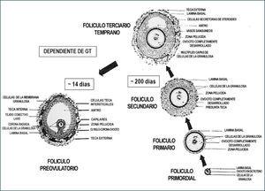 Foliculogénesis: clasificación de los folículos ováricos durante su crecimiento y desarrollo