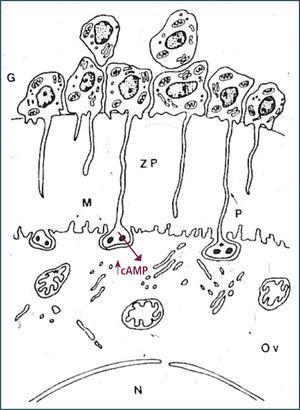 Diagrama de la ultraestructura del complejo corona-ovocito, destacándose las interacciones entre las células de la corona y el ovocito.