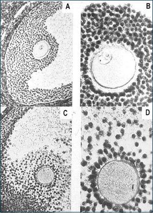 Diagrama de la expansión del cúmulo, microfotografías a y b al inicio del pico de lh, microfotografías c y d momentos previo a la ovulación
