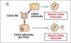 Control inicial de infección viral por células natural killer (NK) Traducido de: Elsevier. Abbas et al: cellular and Molecular Inmunology 6e -www.studentconsult.com