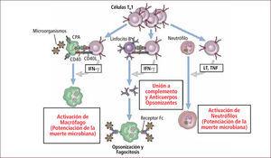 Respuesta inmune celular mediada por linfocito TH1 Traducido de: Elsevier. Abbas et al: cellular and Molecular Inmunology 6e - www.studentconsult.com