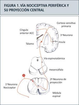 La ilustración muestra la vía nociceptiva que se inicia en un nociceptor cutáneo con su cuerpo en el ganglio de la raíz dorsal, sinaptando una neurona de segundo orden en el asta posterior de la médula espinal que se proyecta contralateralmente a través de la comisura blanca anterior al cordón lateral, constituyendo la vía espinotalámica. Ésta se proyecta hasta el tálamo donde hace una sinápsis con neuronas de tercer orden que proyectan a la corteza sensitiva primaria, a la corteza del cíngulo anterior (ACC) y a la ínsula.
