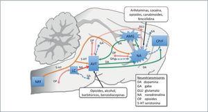 Sistema mesocórticolímbico, relaciones de núcleos, corteza y sus vías neuronales