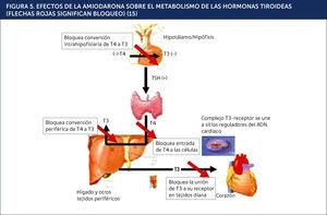 EFECTOS DE LA AMIODARONA SOBRE EL METABOLISMO DE LAS HORMONAS TIROIDEAS (FLECHAS ROJAS SIGNIFICAN BLOQUEO)15.
