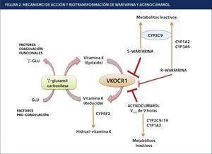 . MECANISMO DE ACCIÓN Y BIOTRANSFORMACIÓN DE WARFARINA Y ACENOCUMAROL La warfarina (mezcla racémica de dos enantiómeros) y el Acenocumarol inhiben la reductasa de VKORC1. Estos antagonizan la regeneración de la reducción de la vitamina K, que es el cofactor esencial para la glutamil carboxilasa. Esto disminuye la activación de la traducción carboxilación de residuos de glutamato en los factores de coagulación II, VII, IX y X. El más potente estereoisómero S-warfarina se inactiva por el CYP2C9, mientras R-warfarin se metaboliza a alcoholes inactivos por CYP1A1, CYP1A2 y CYP3A4, Acenocumarol se inactiva por CYP1A2 y CYP2C9/19. CYP4F2 agota la vitamina K reducida. VKORC1: Vitamina K Epóxido Reductasa Subunidad Complejo 1. Adaptada de Miranda et al., 2011.