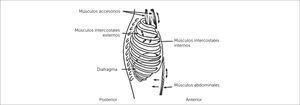 MUSCULATURA ACCESORIA Traducido de: Source: Levitzky MG: Pulmonary Physiology, 7th Edibon:http://www.accessmedicine.comCopyright © The McGraw+Hill Companies, Inc All rights reserved.