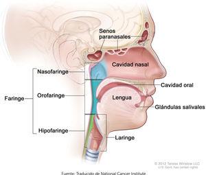 Regiones en el cáncer de cabeza y cuello.
