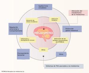 Posibles mecanismos asociados a metabolismo y acciones de la melatonina. *MTNR1A receptor de melatonina 1A. Traducido de Wu ZY. et al. (2020)27.