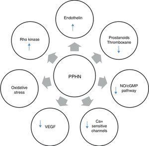 Neurohumoral mediators in persistent pulmonary hypertension of the newborn. Factors contributing to the physiologic alterations of PPHN include: (i) decreased production of vasodilator substances including NO and prostanoids; (ii) increase in endothelin production from the pulmonary endothelium; and (iii) exposure to high concentrations of supplemental oxygen leading to increased oxidative stress, activation of signaling pathways such as Rho kinase and alterations in expression of calcium-sensitive potassium channels. cGMP: cyclic guanosine monophosphate; NO: nitric oxide; PPHN: persistent pulmonary hypertension of the newborn; VEGF: vascular endothelial growth factor.