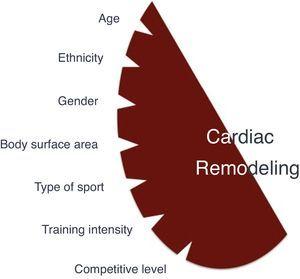 Factors influencing cardiac remodeling in competitive athletes.