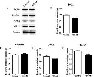 Dexmedetomidine suppresses protein expression of superoxide dismutase 2 (SOD2), glutathione peroxidase 4 (GPX4), glutaredoxin 1 (Grx1), and catalase in cardiomyocytes. Protein expression of antioxidant enzymes was detected by Western blot analysis. Relative protein expression levels were normalized to beta-actin. Statistical significance was determined using one-way analysis of variance (*p<0.05, **p<0.01, 100 nM vs. control, n=10 per group). 100 nM group: cardiomyocytes treated with dexmedetomidine; H2O2: hydrogen peroxide.