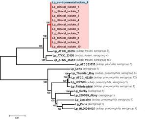 fylogenetische boom die de gehele genoomopeenvolging van milieu en klinische isolaten vergelijkt.
