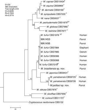 Molecular phylogenetic tree inferred from a parsimony analysis of D1/D2 26S rRNA sequences of members of the genus Malassezia. MP bootstrap values >50% in 1000 replications are shown at nodes. The tree is rooted with Cryptococcus neoformans. CI, consistency index; RI, retention index; HI, homoplasy index.