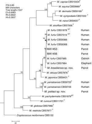 Molecular phylogenetic tree inferred from a parsimony analysis of ITS-5.8S rRNA sequences of members of the genus Malassezia. MP bootstrap values >50% in 1000 replications are shown at nodes. The tree is rooted with Cryptococcus neoformans. CI, consistency index; RI, retention index; HI, homoplasy index.