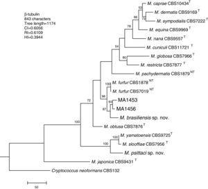 Molecular phylogenetic tree inferred from a parsimony analysis of β-tubulin sequences of members of the genus Malassezia. MP bootstrap values >50% in 1000 replications are shown at nodes. The tree is rooted with Cryptococcus neoformans. CI, consistency index; RI, retention index; HI, homoplasy index.
