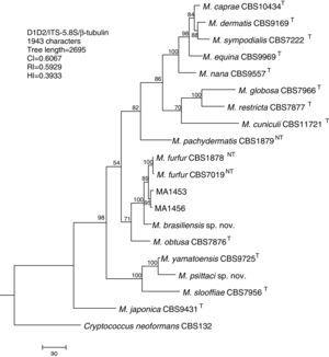 Molecular phylogenetic tree inferred from a parsimony analysis of D1/D2 26S rRNA, ITS-5.8S rRNA and β-tubulin gene sequences of members of the genus Malassezia. MP bootstrap values >50% in 1000 replications are shown at nodes. The tree is rooted with Cryptococcus neoformans. CI, consistency index; RI, retention index; HI, homoplasy index.