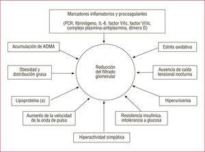 Factores de riesgo cardiovascular y marcadores asociados con la reducción de la tasa de filtrado glomerular. ADMA: dimetilarginina asimétrica; IL: interleucina; PCR: proteína C reactiva.