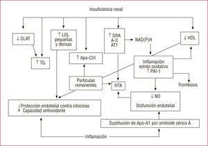 Efectos de la insuficiencia renal y la inflamación en las lipoproteínas y la estructura y la función del endotelio. A-II: angiotensina II; Apo-A1: apolipoproteína A1; Apo-CIII: apolipoproteína C-III; AT1: receptor tipo 1 de la angiotensina II; CLAT: colesterol lecitina aciltransferasa; HDL: lipoproteínas de alta densidad; HTA: hipertensión arterial; NAD(P)H: nicotinamida adenina dinucleótido fosfato oxidasa; PAI-1: inhibidor activador del plasminógeno 1; SRA: sistema reninaangiotensina; TG: triglicéridos.