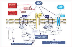 Vías de señalización de los receptores plaquetarios del ADP. ADP: adenosindifosfato; ATP: adenosintrifosfato; DAG: diacilglicerol; I3P: inositol trifosfato; PGE: prostaglandina E; PKC: proteincinasa C; PLC: fosfolipasa C; VASP: fosfoproteína estimulada por vasodilatación.