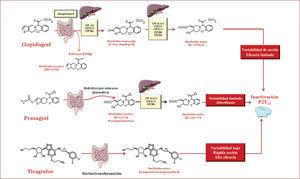 Metabolismo de los distintos fármacos orales inhibidores del receptor plaquetario P2Y12.