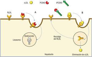 Mecanismo de acción de los iPCSK9. figura original elaborada con datos de Mullard13. cLDL: colesterol unido a lipoproteínas de baja densidad; iPCSK9: inhibidores de la PCSK9; RLDL: receptor de las lipoproteínas de baja densidad.
