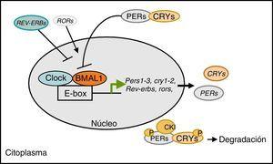 Regulación del reloj biológico a nivel molecular. El heterodímero CLOCK/BMAL1 regula la expresión de los genes reloj Pers, Crys, Rev-erbs, Rors. Las proteínas PER y CRY interaccionan con el complejo CLOCK/BMAL1 disminuyendo su propia expresión. CLOCK/BMAL1 activa la transcripción de Rev-Erbs y Rors que activan o inhiben la expresión de Bmal1, respectivamente.
