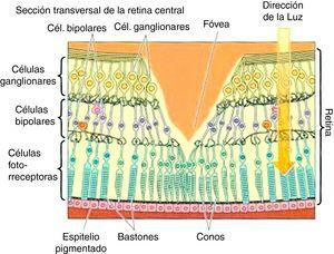 Visión cromática de la retina (gentileza de: http://ocularis.es/blog/).