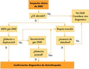 Proceso diagnóstico en la DMD tomado de Camacho13.