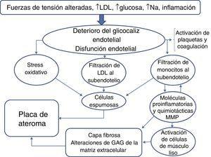 Fisiopatología de la aterosclerosis: esquema de la influencia de los factores de riesgo en el glucocáliz endotelial y el desarrollo ulterior de aterosclerosis.