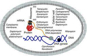 Schematische Darstellung des Ziels und des Wirkmechanismus bestimmter Antibiotika.