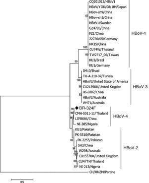 Phylogenetic analyses of the complete genome of HBoV-4 from feces of an individual asymptomatic for respiratory tract infection and acute gastroenteritis. The sample BR-324F is marked with a diamond. The scale bar corresponds to 0.5 nucleotide substitutions per site and the nodes have bootstrap values ≥70.