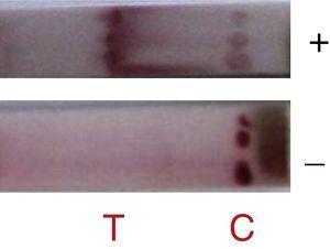 Prototype of immunochromatographic test. C: control line. T: test line. Detection of cultured adenovirus (prototypes) 2, 3, 5, and 41 was successful.