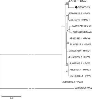 Phylogenetic analysis of HPeV constructed by Maximum-Likehood method. Partial 5′UTR sequences were compared. Reference strains, published in GenBank, were included for comparison. Strain of this study is shown as circle symbol. Branches to the EV-A node have been truncated, as indicated by dotted lines. Only bootstrap values >75 are shown (1000 replicates).