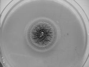 Graphium spp. colony on potato dextrose agar medium from a 10-day old, 28°C.