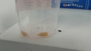 Two of the four extracted larvae.